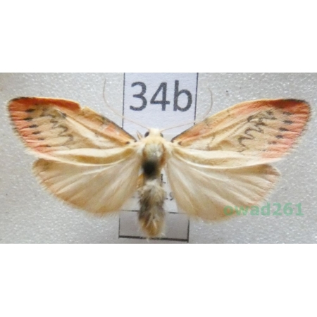 Miltochrista miniata (Forster, 1771) Czech34b
